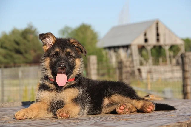 How To Choose The Right German Shepherd Puppy